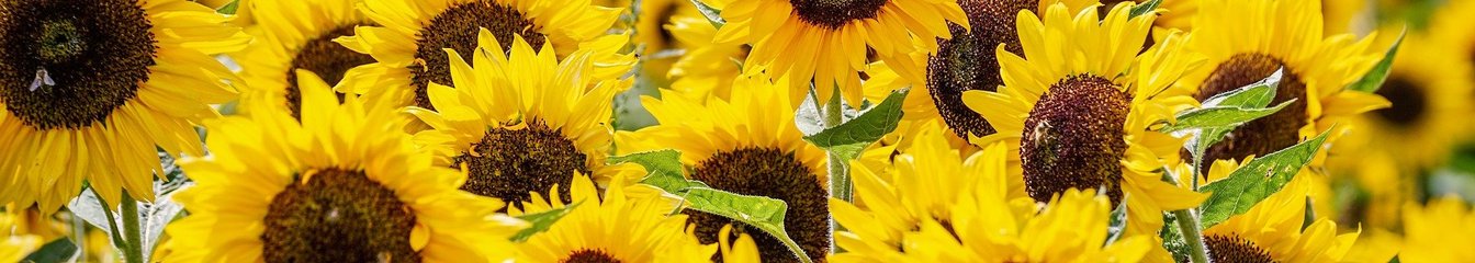 arlis-sunflower's cover