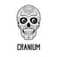 avatar of @cranium.leo